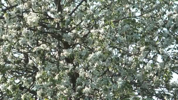 Pommier en fleurs .