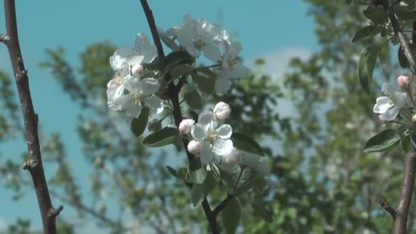 Pommier en fleurs .