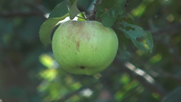 Manzana en árbol . — Vídeo de stock