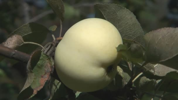 Manzana en árbol . — Vídeos de Stock