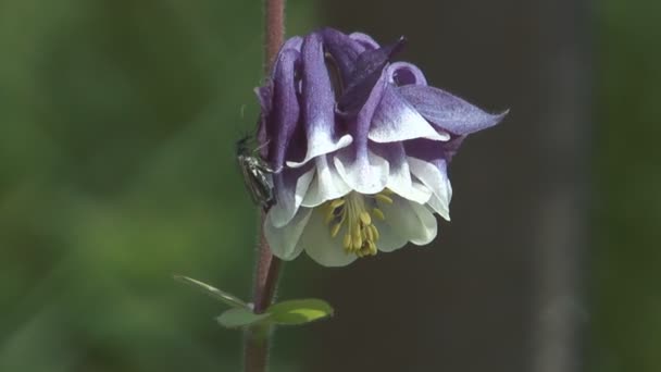 Columbine. — Stockvideo