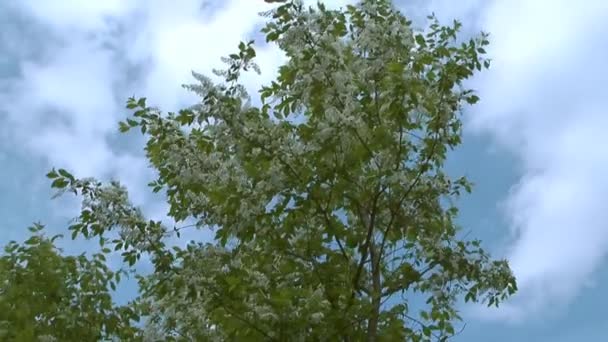 Bird cherry. — Stock Video