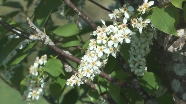 Cereza pájaro . — Vídeos de Stock