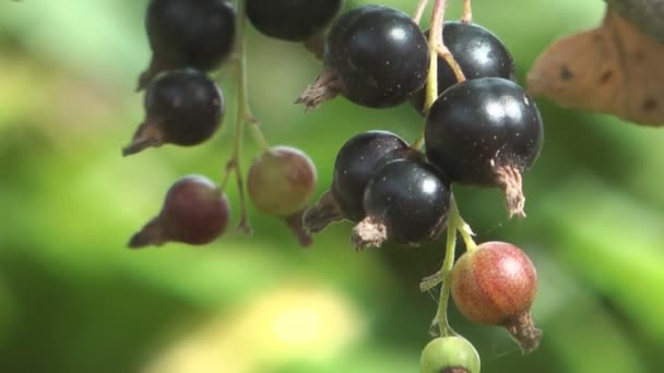 Schwarze Johannisbeere. — Stockvideo