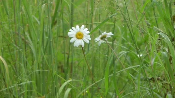 prairie après une pluie .