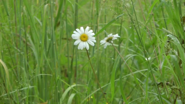 Prairie après une pluie . — Video