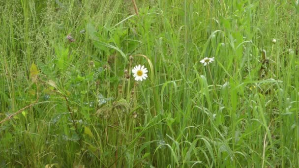 Wiese nach einem Regen. — Stockvideo