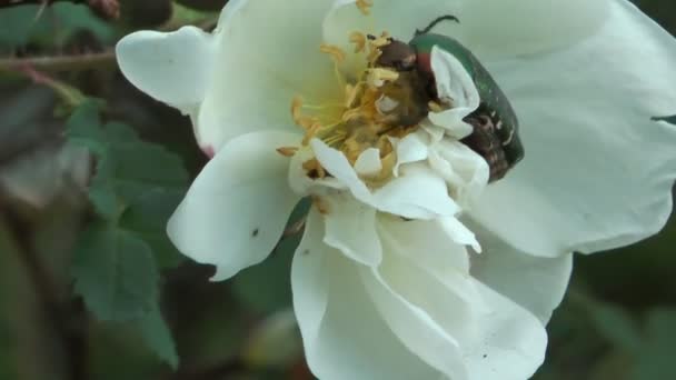 Cétoine dorée.