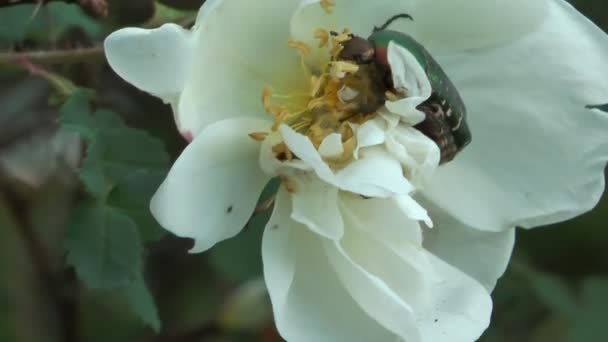 CETONIA aurata. — Vídeo de stock