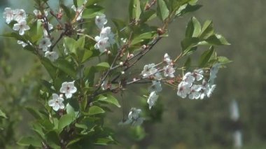 kiraz ağacı çiçek.