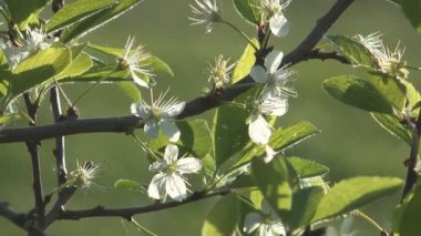 kiraz ağacı çiçek.