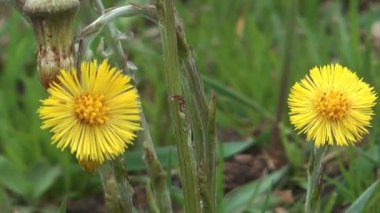 Coltsfoot.