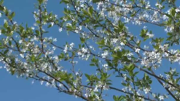 Blommande cherry tree. — Stockvideo