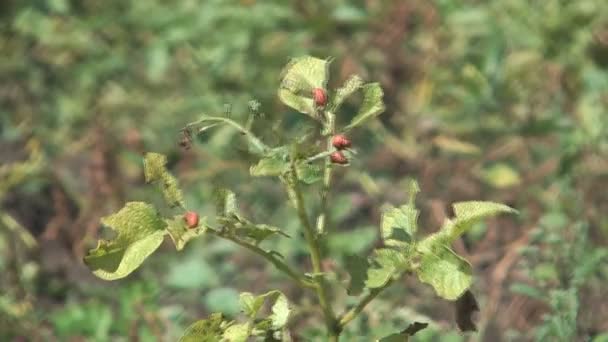 Scarabeo del Colorado — Video Stock