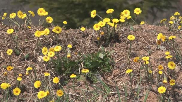 Coltsfoot. — Vídeo de Stock