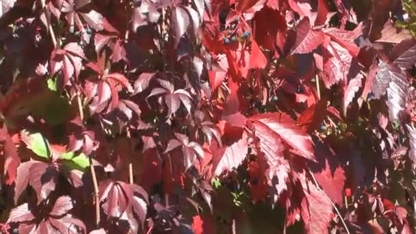 Decorative grapes. — Stock Video