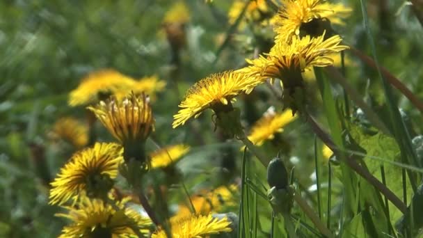 Flores de prado . — Vídeo de Stock