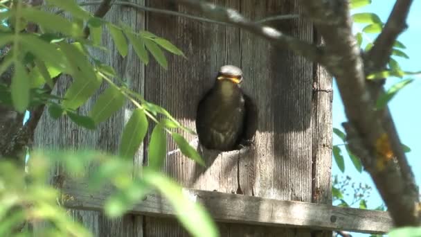 Baby bird of a starling. — Stock Video