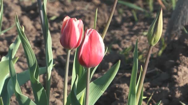 Tulipes. — Video