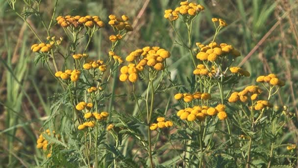 Tansy... . — Vídeo de Stock