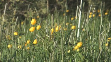 Globeflower.
