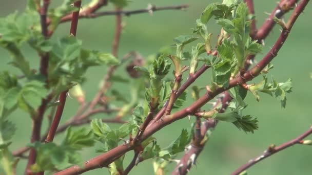 Dog-rose leaves. — Stock Video