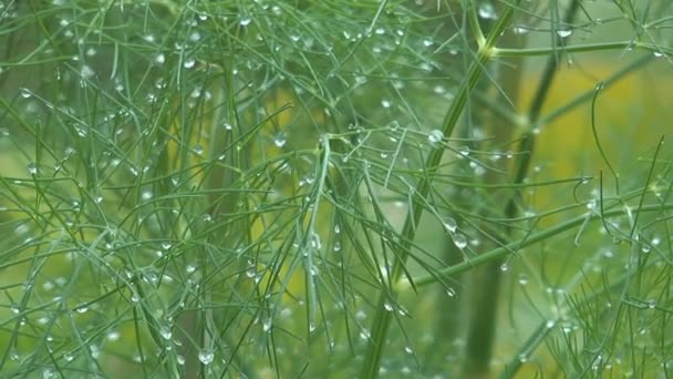 Hinojo con gotas . — Vídeos de Stock