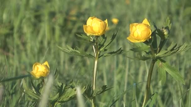 Globeflower. — ストック動画