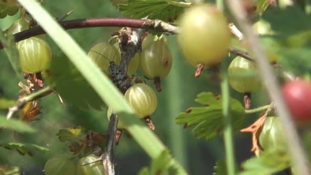 Mazzo di uva spina . — Video Stock