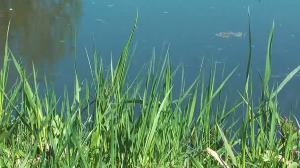 Herbe verte.