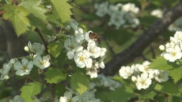 Abeille sur aubépine .