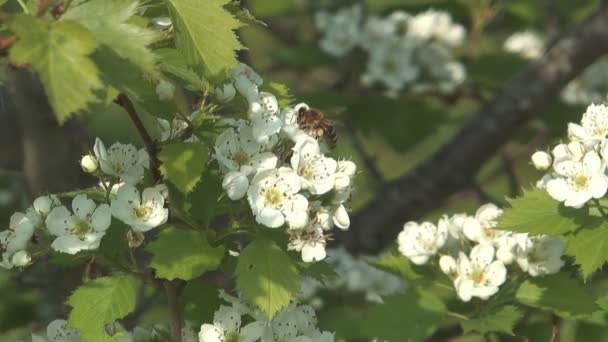 Abeja sobre espino . — Vídeos de Stock