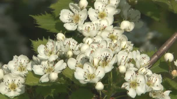 Blossoming hawthorn. — Stock Video