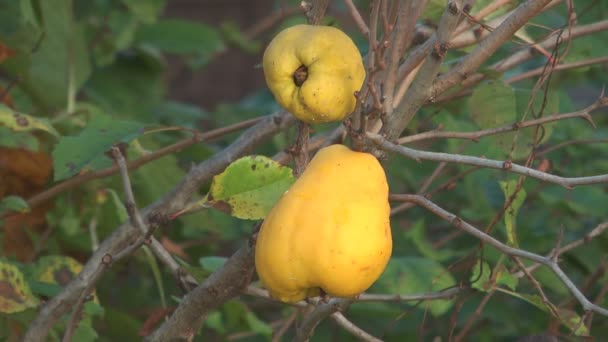 Quince. — Stock Video