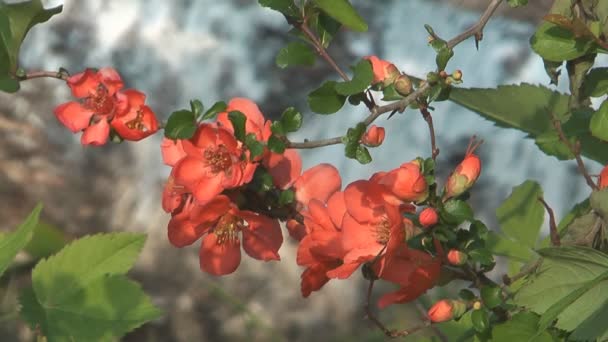 Chaenomeles japonica. — Vídeo de Stock