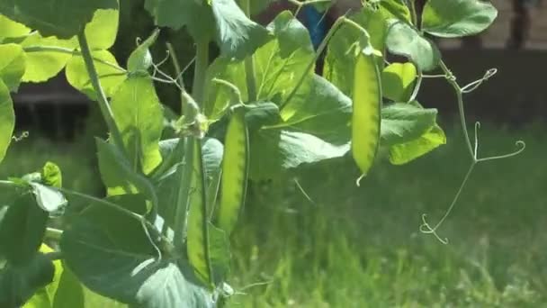 Guisantes en una rama . — Vídeo de stock