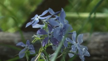 Phlox yakın çekim.