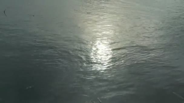 Ripples on a pond. — Stock Video