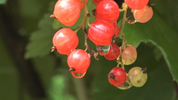 Mazzo di ribes rosso . — Video Stock