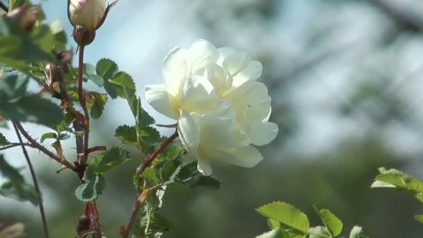 Arbusto de rosa . — Vídeos de Stock