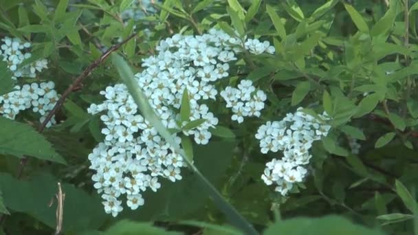 Spiraea. — Stockvideo