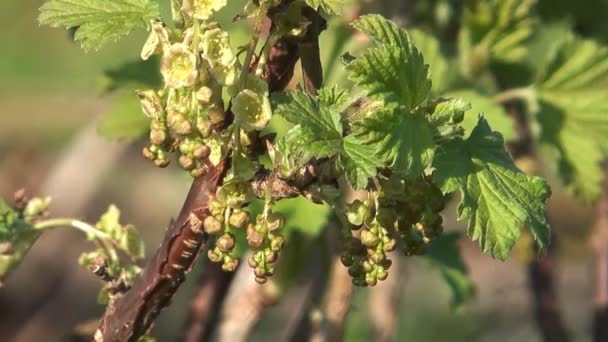 Currant bush. — Stock Video