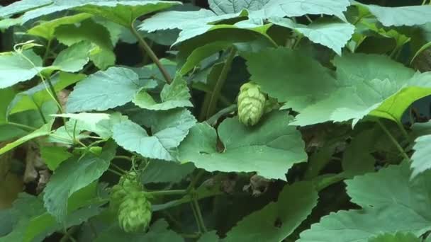 Grüner Hopfen. — Stockvideo