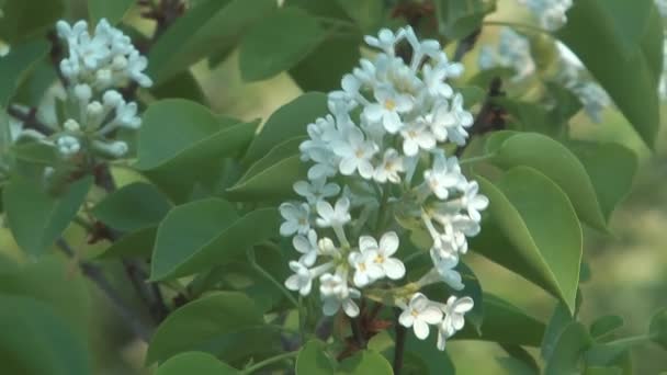 Blossoming white lilac. — Stock Video