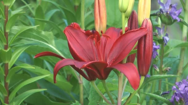 Orange lily. — Stock Video