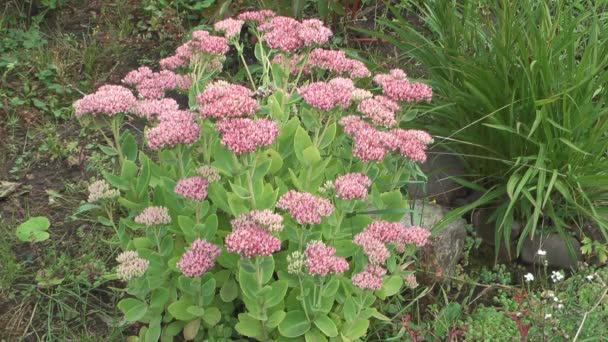 Sedum. — Stockvideo