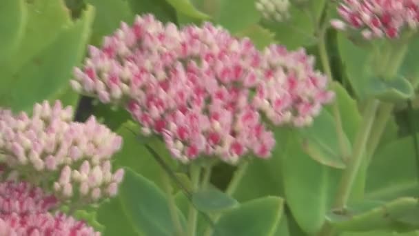 Sedum. . — Vídeos de Stock