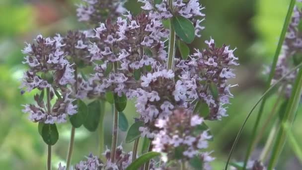 Tijm bloemen. — Stockvideo