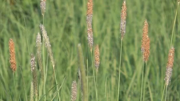 Phleum. — Stockvideo