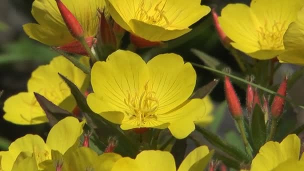 Gele bloemen. — Stockvideo